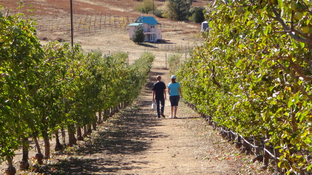 Apple picking in Julian, California, another great getaway closer to San Diego.