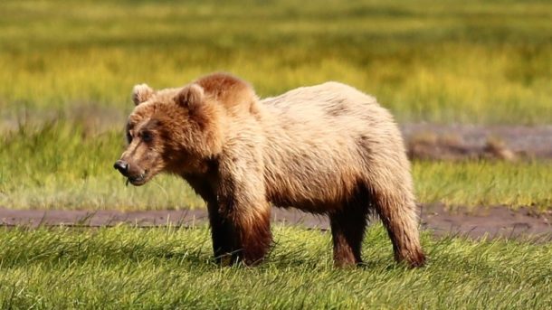 Bear viewing in Homer, Alaska, a must-do experience.