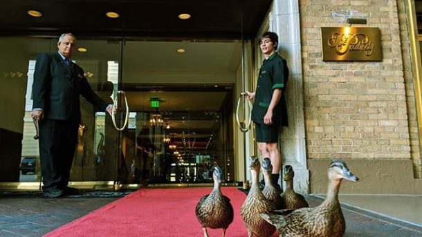 Peabody Hotel Ducks and Must-See Stops: One Day in Memphis