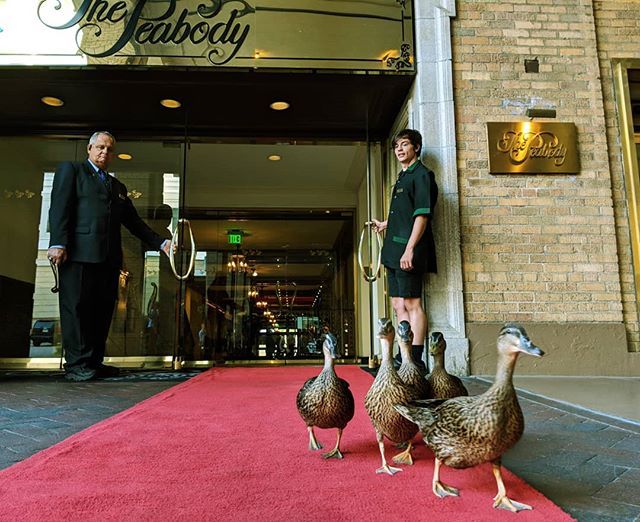 Peabody Hotel Ducks and Must-See Stops: One Day in Memphis - Gourmet  Globetrotter