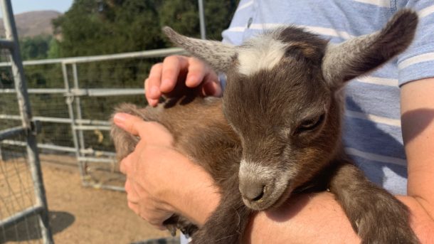 Celebrating a Birthday in Malibu With Goats and Wine