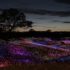 Sensorio Field of Lights in Paso Robles Wine Country