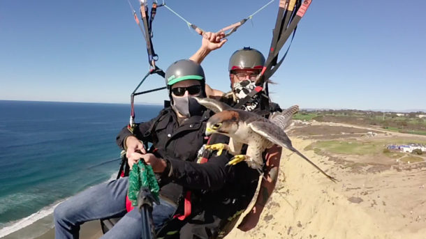 Flying With Falcons In California: A Falconry Experience Not To Be Missed